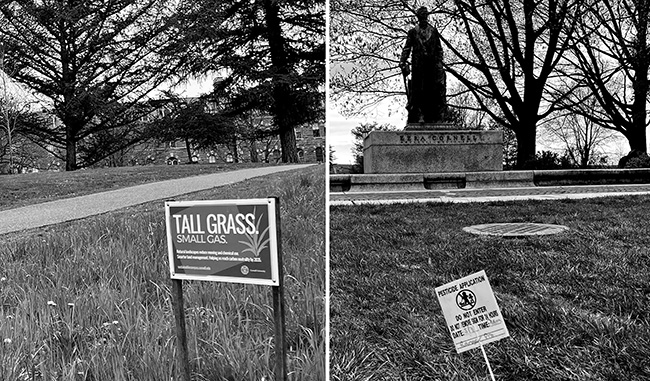 Two signs in Cornell's turf grass: the first is real ('Tall Grass') and the second is photoshopped ('Mowed Grass').