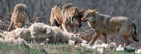 wolves and lamb