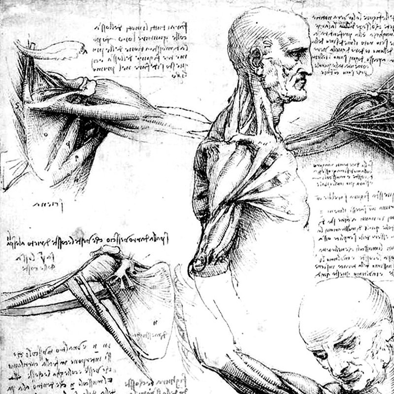 Leonardo da Vinci: Anatomical Drawings
