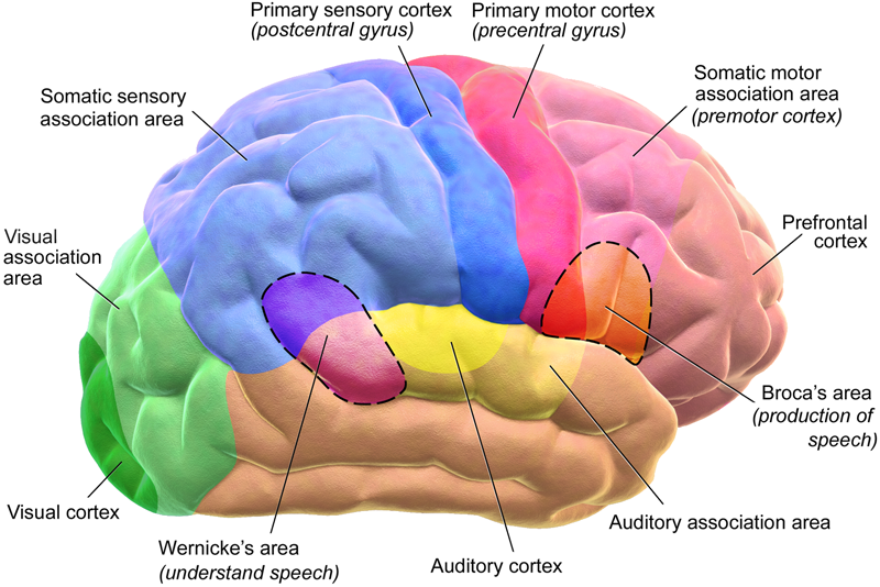 Functional areas of the human brain